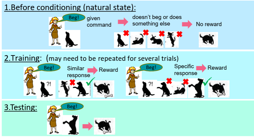 <p>Association formed between an event (discriminative stimulus / cue), a behavioural response (operant) and the outcome (reinforcer / punisher) Behaviour dictates outcome</p>