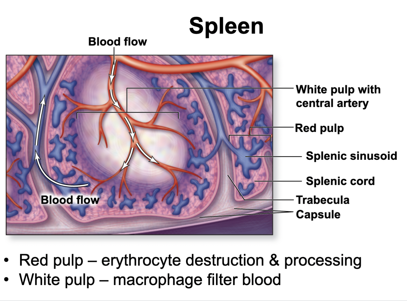 <p>How is the spleen involved with the lymphatic system?</p>