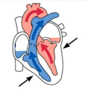 <ul><li><p>Ventricles continue to contract</p></li><li><p>Intraventricular pressure now surpasses the pressure in the major arteries leaving the heart</p></li><li><p>Semilunar valves open</p></li><li><p>Blood is ejected from the ventricles</p></li><li><p>Atria are relaxed and filling with blood</p></li></ul><p></p>