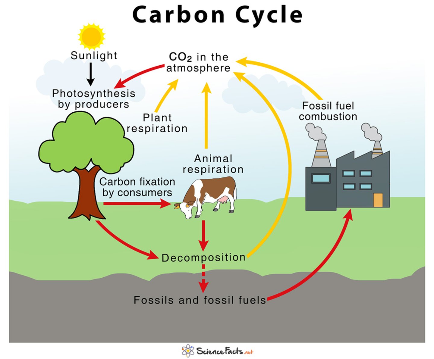 <p>The organic circulation of carbon from the atmosphere into organisms and back again</p>