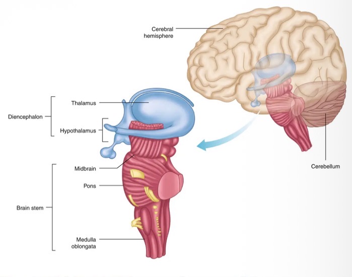 <p>The brain stem is about the size of a thumb in diameter and consists of the:</p><ul><li><p>Midbrain</p></li><li><p>Pons</p></li><li><p>Medulla oblongata</p></li></ul><p></p>