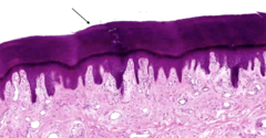 <p>identify the tissue</p>