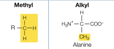 <p>Methyl</p>