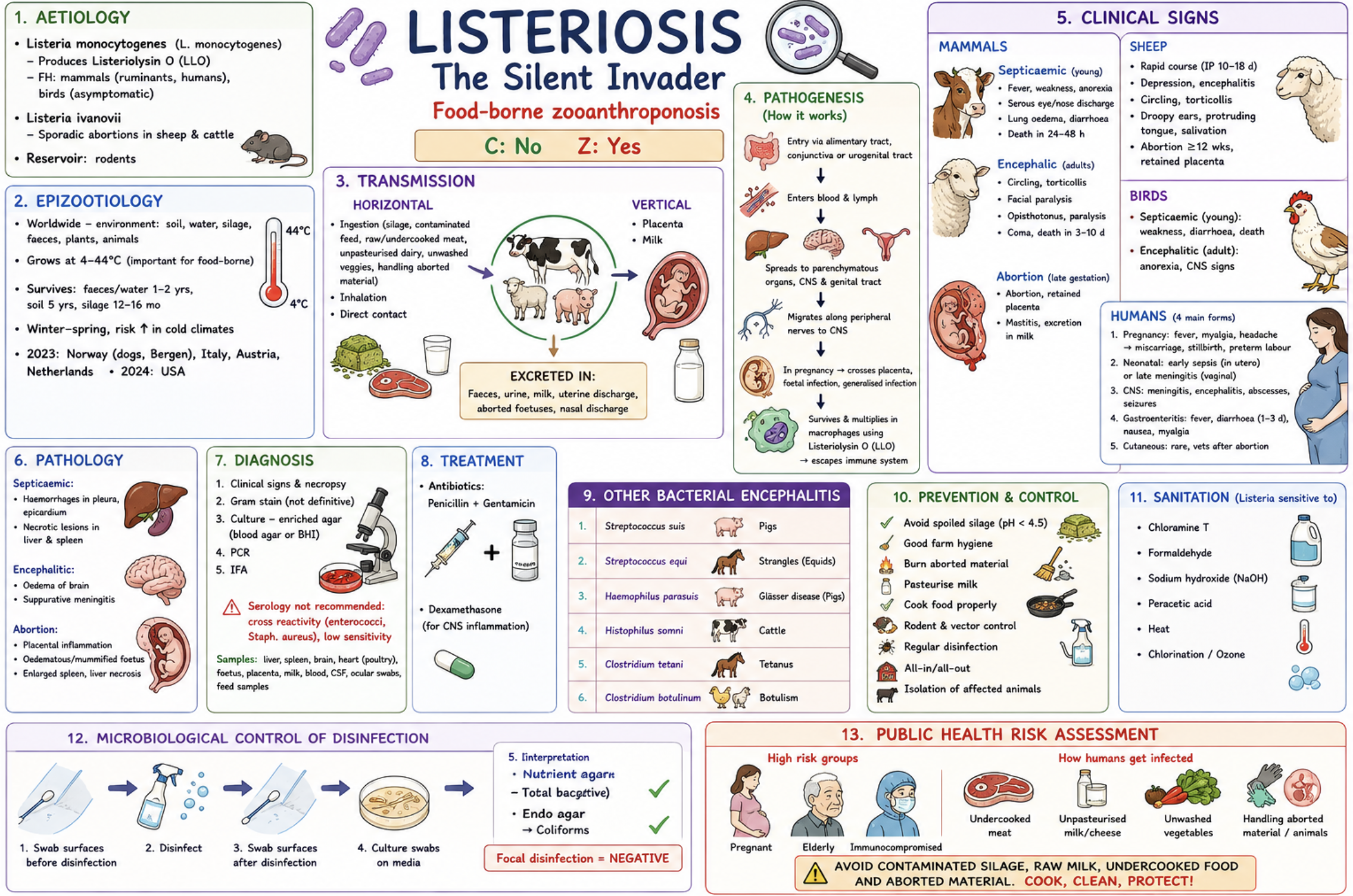 <p><strong>Listeria:</strong></p><p><strong>C:</strong> No <span style="color: red;"><strong>Z:</strong> Yes</span></p><p>Important food-borne <strong>zooanthroponosis</strong>, especially in immunocompromised individuals.</p><p>Etiology</p><ul><li><p><strong><mark data-color="red" style="background-color: red; color: inherit;">Listeria monocytogenes</mark></strong></p></li></ul><p><em>Produces </em><strong><mark data-color="blue" style="background-color: blue; color: inherit;">Listeriolysin O</mark></strong> (LLO)</p><ul><li><p> FH: mammals (ruminants, humans), birds asymptomatic</p></li><li><p><mark data-color="red" style="background-color: red; color: inherit;"> </mark><strong><mark data-color="red" style="background-color: red; color: inherit;">Listeria ivanovii </mark>→</strong> Sporadic abortions in sheep & cattle. </p></li><li><p><em>Reservoir: </em><strong>rodents </strong>→ urine contaminates silage, vegetables etc. (tror e ho sa på epizoo eksamen)</p></li></ul><p>Epizootiological situation</p><ul><li><p><span style="color: red;"><strong>Worldwide:</strong></span> soil, water, silage, faeces, plants</p></li><li><p><em>Grows at </em>4–44°C (important food-borne pathogen)</p></li><li><p>Survives: Soil: up to 5 years, Silage: 12–16 month, Faeces/water: 1–2 years, Winter–spring disease in colder climates</p></li><li><p>2023: <strong>Norway </strong>(dogs in Bergen), Italy, Austria, Netherlands</p></li><li><p>2024: <strong>USA</strong></p></li></ul><p>Transmission</p><p><strong>Horizontal:</strong></p><ul><li><p><span style="color: red;">Contaminated silage/feed</span>, Unpasteurised dairy products, Undercooked meat, Direct contact/inhalation</p></li></ul><p><strong>Vertical:</strong></p><ul><li><p>Placenta, milk</p></li></ul><p><strong>Excreted in:</strong></p><ul><li><p>Faeces, urine, milk, uterine discharge, aborted foetuses</p></li></ul><p>Pathogenesis</p><ul><li><p>Entry via alimentary tract/conjunctiva → blood & lymph → <span style="color: red;">CNS, liver, spleen, genital tract</span></p></li><li><p>Migrates along peripheral nerves to CNS</p></li><li><p><em>Survives in macrophages using </em>*Listeriolysin O**</p></li><li><p>Pregnancy/immunosuppression predispose disease</p></li></ul><p>Clinical signs</p><p>Mammals</p><p><strong><mark data-color="yellow" style="background-color: yellow; color: inherit;">Septicaemic form (young):</mark></strong></p><ul><li><p>Fever, diarrhoea, weakness, Nasal/ocular discharge, Death within 24–48 h</p></li></ul><p><strong><mark data-color="yellow" style="background-color: yellow; color: inherit;">Encephalic form (adults):</mark></strong></p><ul><li><p>Circling, Facial paralysis, Torticollis, Opisthotonus, Paralysis/coma</p></li></ul><p><strong><mark data-color="yellow" style="background-color: yellow; color: inherit;">Abortion form:</mark></strong></p><ul><li><p>Late gestation abortion, Retained placenta, Mastitis</p></li></ul><p>Sheep</p><ul><li><p>Rapid encephalitis, Droopy ears, protruding tongue, Excess salivation, Circling</p></li></ul><p>Birds</p><ul><li><p>Septicaemia in young, CNS signs in adults</p></li></ul><p>Humans</p><ul><li><p>Pregnancy infections, Neonatal sepsis/meningitis, Gastroenteritis, Encephalitis/meningitis, Cutaneous listeriosis in veterinarians</p></li></ul><p>Pathology</p><ul><li><p>Liver & spleen necrosis, Brain oedema, Suppurative meningitis, Placental inflammation, Oedematous/mummified foetus</p></li></ul><p> Diagnosis</p><ul><li><p>Clinical signs + necropsy, <span style="color: red;"><strong>Blood agar</strong></span>/BHI culture, PCR, IFA, Gram stain,<span style="color: red;"> Serology not recommended</span></p></li></ul><p>Treatment</p><p>* Penicillin + gentamicin</p><p>* Dexamethasone for CNS inflammation</p><p>Other bacterial encephalitis</p><p>* <strong>Streptococcus suis</strong> — pigs</p><p>* <strong>Streptococcus equi</strong> — strangles</p><p>* <strong>Haemophilus parasuis</strong> — Glässer disease</p><p>* <strong>Histophilus somni</strong> — cattle</p><p></p><p><strong><u>a) Prevention & control</u></strong></p><p>* Avoid spoiled silage (pH 4.5), Good farm hygiene, Burn aborted material, Pasteurise milk, Cook food properly, Rodent/vector control, Regular disinfection, All-in/all-out, Isolation of affected animals</p><p>outbreak: <span style="line-height: 15.333332px;">Isolation of affected animals – Tx (if CNS is not involved)</span></p><p><span style="line-height: 15.333332px;">Vaccine: in sheep – but not very effective </span></p><p></p><p><strong><u>b) Sanitation and disinfection</u></strong></p><p>Sensitive to:</p><p>* Chloramine T, Formaldehyde, NaOH, Peracetic acid, Heat, Chlorination/ozone</p><p><strong><mark data-color="purple" style="background-color: purple; color: inherit;">Microbiological control of disinfection efficiency</mark></strong></p><p class="MsoListParagraphCxSpFirst" style="text-align: justify;"><span><strong>1.</strong></span><span style="font-family: "Times New Roman"; line-height: normal; font-size: 7pt;"><strong> </strong></span><span><strong><em>Chemical control</em></strong> – determines concentration of active substance by chemical swabs</span></p><p class="MsoListParagraphCxSpMiddle" style="text-align: justify;"><span><strong>2.</strong></span><span style="font-family: "Times New Roman"; line-height: normal; font-size: 7pt;"><strong> </strong></span><span><strong><em>Microbial control</em></strong> – the most objective test – based on microbial swabs (area – 10cm2)</span></p><p class="MsoListParagraphCxSpMiddle" style="text-align: justify;"><span><strong>a.</strong></span><span style="font-family: "Times New Roman"; line-height: normal; font-size: 7pt;"><strong> </strong></span><span>Total no. of bacteria or presence of indicator microbes is established</span></p><p class="MsoListParagraphCxSpLast" style="text-align: justify;"><span><strong>b.</strong></span><span style="font-family: "Times New Roman"; line-height: normal; font-size: 7pt;"><strong> </strong></span><span>Preventative (quantitative), focal (qualitative), direct or indirect</span></p><p class="MsoNormal" style="text-align: justify;"><span><strong><em>Before disinfection - </em></strong>Evaluation of effect of disinfectant</span></p><ol type="1"><li><p><span>Take sterile swabs from 10cm^2</span></p></li><li><p><span>Total no. of Mo on nutritive agar and indicator on endo agar</span></p></li><li><p><span>CFU = colonies grown on plate x 00 (dilution)</span></p></li></ol><p class="MsoListParagraph" style="text-align: justify;"><span>- e.g.: 86 colonies x 00= 8.6x10^3CFU/cm^2</span></p><p class="MsoNormal" style="text-align: justify;"><strong><em> </em></strong><span><strong><em>After disinfection</em></strong></span></p><ol type="1"><li><p><span><u>Preventive</u></span></p><ol type="a"><li><p><span>30 sterile swabs on <strong>10cm^2</strong> area into physiological solution</span></p></li><li><p><span>Measures total no. of MO & indicator MO</span></p></li><li><p><span>Make decimal dilutions 10^1, 10^2, 10^3, 10^4</span></p></li><li><p><span>On nutritive agar</span></p></li><li><p><span style="color: red;">Max 10% positive indicator MO</span></p></li></ol></li><li><p><span><u>Focal</u></span></p><ol type="a"><li><p><span>30 sterile swabs on <strong>100cm^2</strong> area & into selective liquid broth</span></p></li><li><p><span>Make decimal dilutions</span></p></li><li><p><span>On endo agar</span></p></li><li><p><span style="color: red;">Should be negative!!</span></p></li><li><p><span>CFU: Colonies x 00(dilution) x 0</span></p></li><li><p><span>Total no. can be 1.2x10^3CFU/10cm^2</span></p></li></ol></li></ol><p></p><p><strong><u>Public health risk assessment</u></strong></p><p><span style="color: red;">Major zoonotic food-borne disease</span>.</p><p>High risk for:</p><ul><li><p>Pregnant women, Elderly, Immunocompromised people</p></li><li><p>Avoid contaminated silage, raw milk, undercooked food, unwashed vegetables, and aborted material</p></li></ul><p></p>