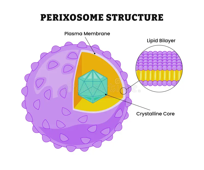 <p>Peroxisomes</p>