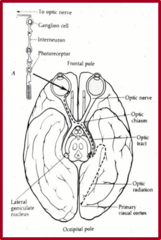<p>cornea --> lens --> retina --> optic n. --> optic chiasm --> optic tract --> lateral geniculate nucleus --> thalamus --> occipital lobe</p><p>vision is processed in the occipital lobe</p>