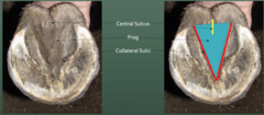 <p>anatomy of the bottom hoof</p>