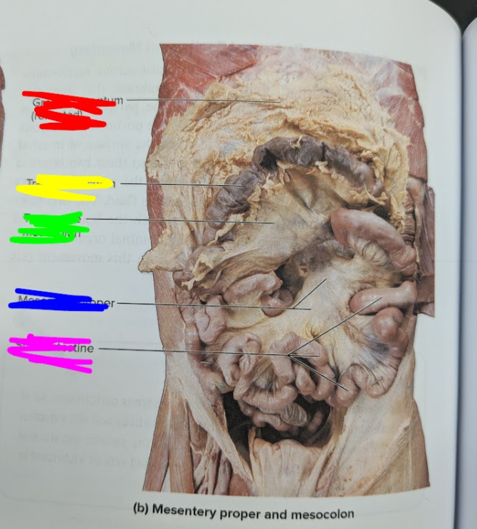 <p>what structure is the red</p>