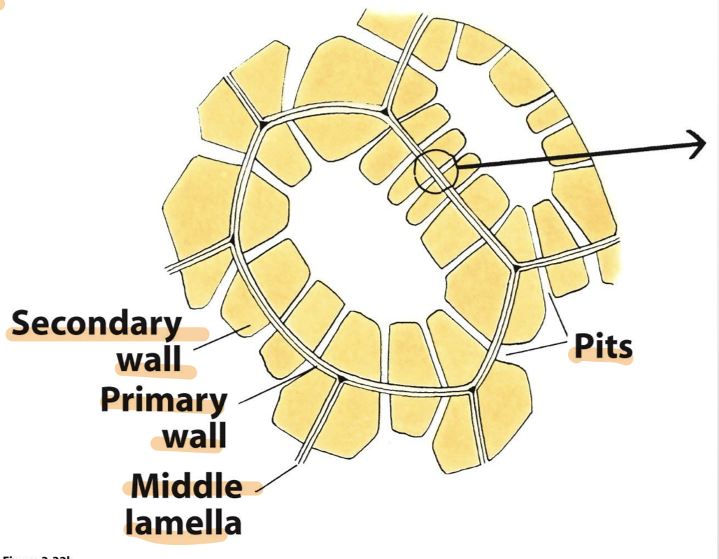 <ol><li><p>middle lamella —> joins adjacent cells</p></li><li><p>primary wall → deposited <em><u>while cell size is increasing</u></em>; determines size/shape of the cell</p></li><li><p>secondary wall —> deposited after primary wall stopped growing; supports and defends; thick, cellulose, lignin</p></li></ol><p></p>