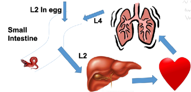 <ul><li><p>egg</p></li><li><p>larva</p></li><li><p>liver </p></li><li><p>heart</p></li><li><p>coughed up trachea </p></li><li><p>back to small intestine </p></li></ul><p></p>