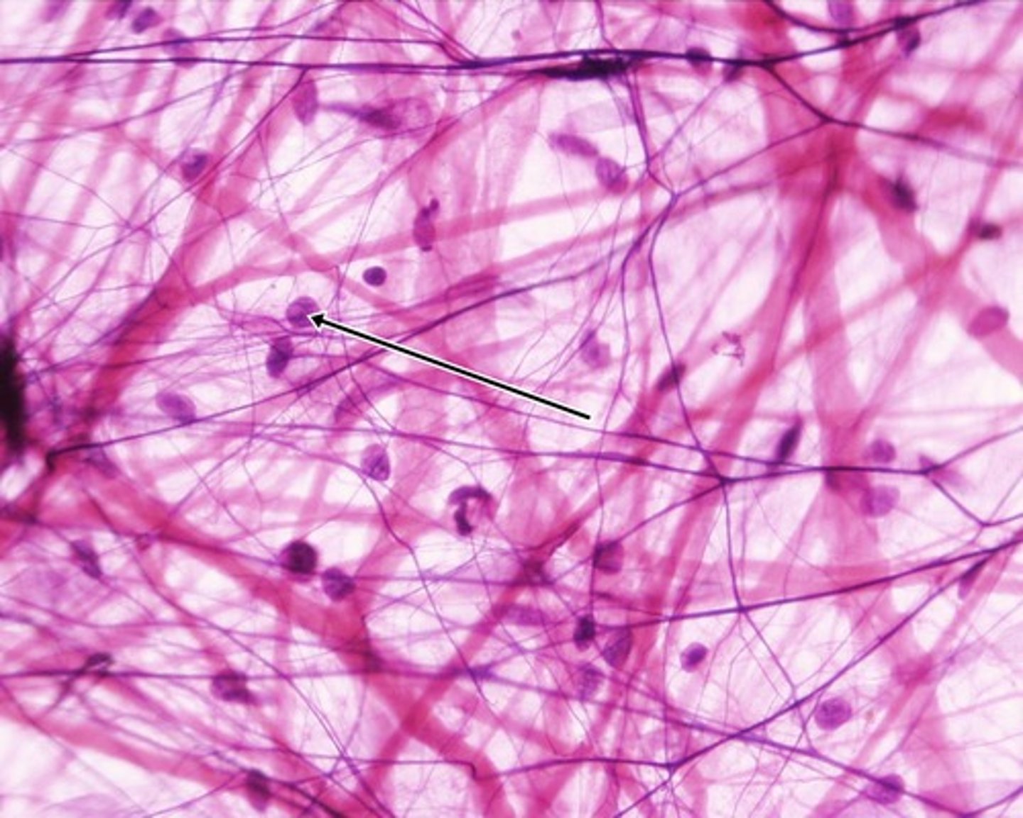 <p>type of cell?</p>