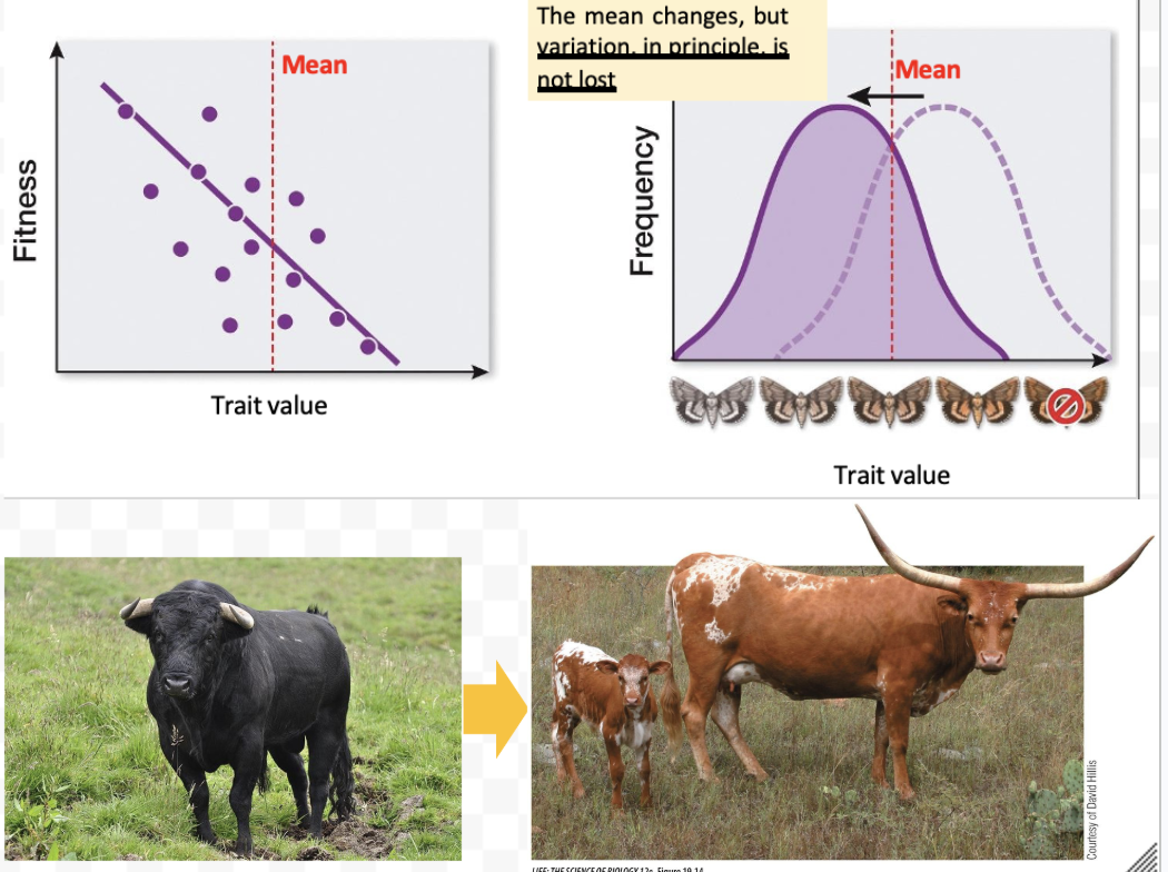 <ul><li><p>Quantitative selection where one phenotype other than the mean is favored by natural selection</p><ul><li><p>The mean changes, but the variation stays the same</p><ul><li><p><span>Texas longhorn = result of <strong><em>directional selection </em></strong>on cattle introduced from Europe</span></p></li><li><p><span>Directional selection in horn length favored protection against local predators in Texas and the SW (mountain lions, bears and wolves)</span></p><ul><li><p><span>A form of “positive selection”</span></p></li></ul></li></ul></li></ul></li></ul><p></p>