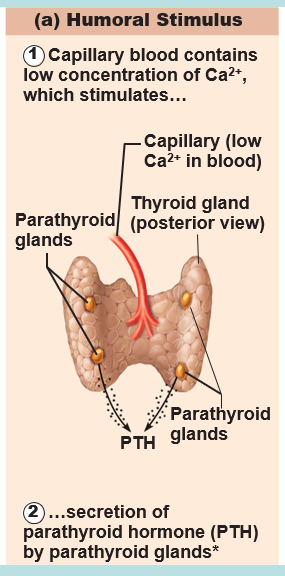 <p>change in blood levels of ions and nutrients stimulates secretion of hormones</p>