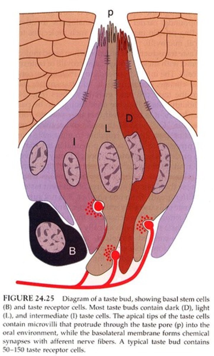 <p>Taste buds contain different types of cells that express unique receptors for sweet, sour, bitter, salty, and umami tastants.</p>