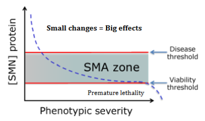 <ul><li><p>null mutant (complete LOF) causes embryonic lethality</p></li><li><p>SMA zone=hympomorphic state</p></li><li><p>2 thresholds=more than 1 SMN function</p></li></ul><p></p>