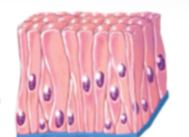 <p>Pseudostratified</p>