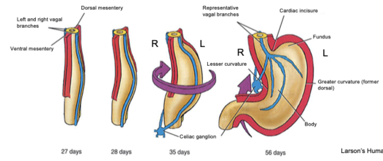 <ul><li><p>Distal part of foregut, around middle of fourth week, slight dilatation. </p><ul><li><p>Enlarges and broadens ventro-dorsally. </p></li></ul></li><li><p>Dorsal part grows faster than ventral part: greater curvature of stomach. </p></li><li><p>While growing: rotation 90 degrees clockwise. </p></li><li><p>Ventral border (smaller curvature) moves to right, dorsal border (greater curvature) to left. </p></li><li><p>Rotation superiorly bends duodenum into C-shape. </p></li></ul><p></p><p></p>