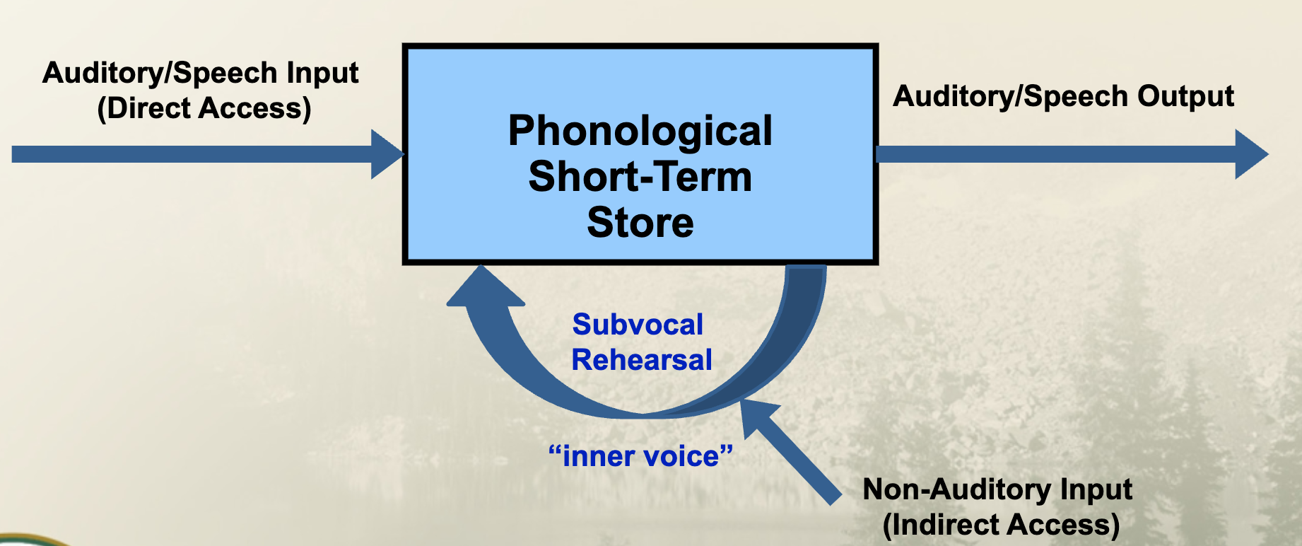 <p>Auditory/Speech input (direct access) → Phonological short-term store (subvocal rehearsal - “inner voice”) + Non-auditory input (indirect access) → Auditory/Speech output </p>