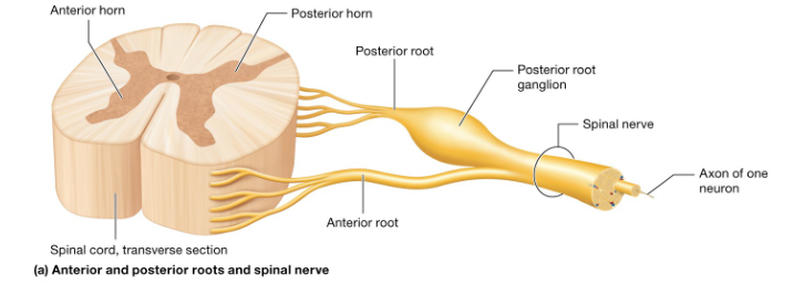 <p><span style="background-color: transparent; font-family: "Times New Roman", serif;">side of the spinal cord, houses axons of motor neurons</span></p>
