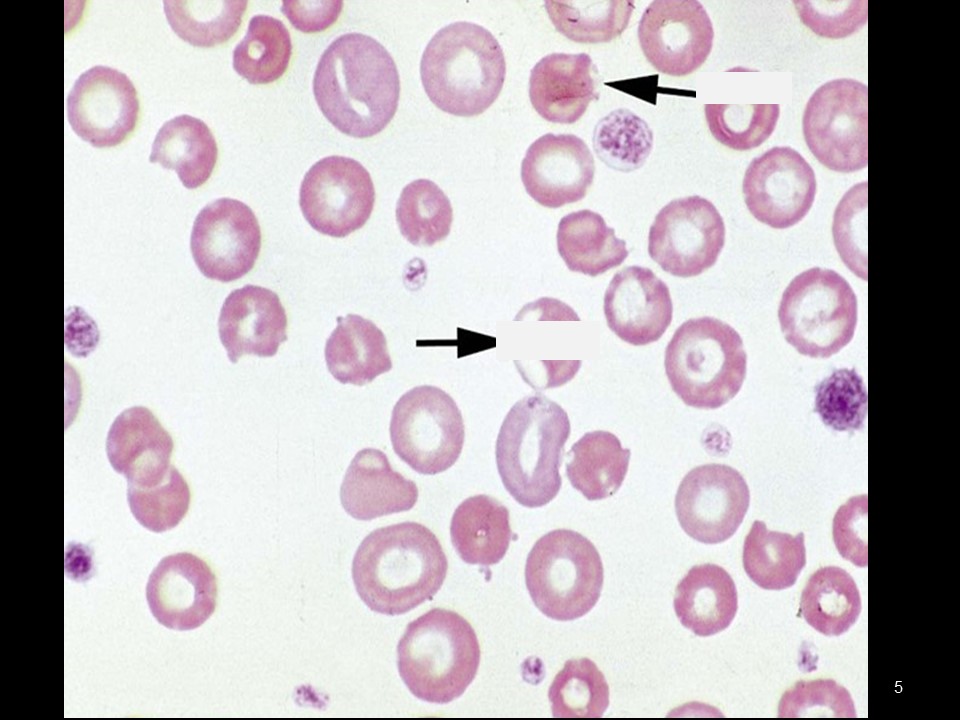<p><span>Which term is LEAST applicable to the</span><em> population</em><span> of cells below?</span></p>