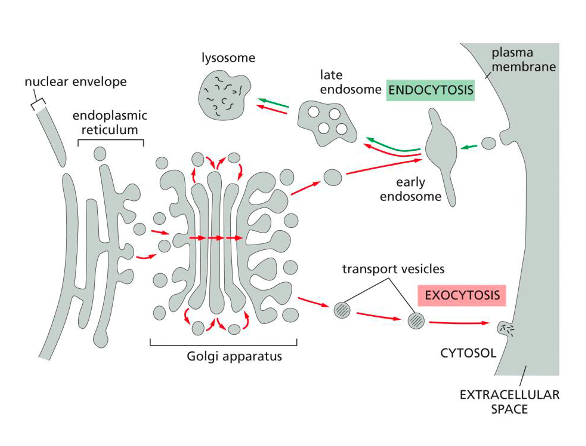 <p><span>carry <strong>membrane components</strong> and <strong>soluble proteins</strong> between compartments of the endomembrane system and the plasma membrane. </span></p>