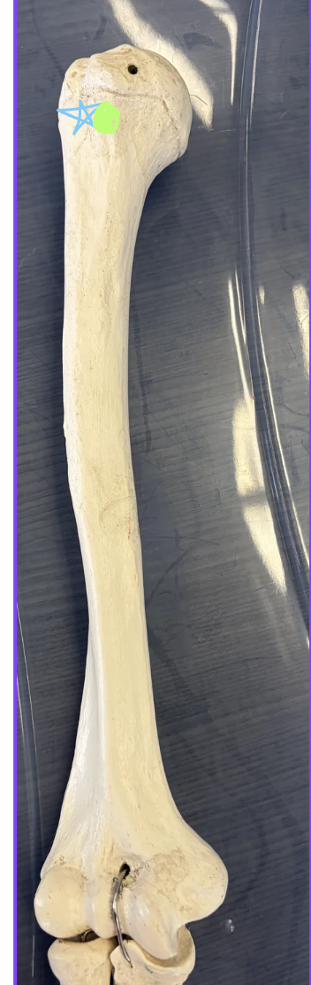 <p>Green circle: What is this structure? What muscle inserts here and what action does it perform?</p><p>Blue star: What is this structure? Name two muscles that insert here.</p>