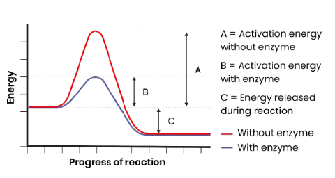 <p>how to identify activation energy with/without enzyme and energy released during a reaction on a graph</p>