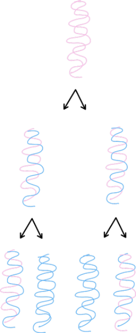 <p>Each new DNA molecule contains one original strand and one newly synthesized strand. </p>