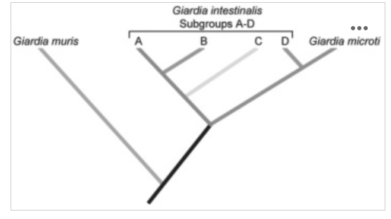 <p><span>According to the phylogenetic tree above,&nbsp;</span><em>G. intestinalis</em><span>&nbsp;Subgroups A-D constitute a ________ group.&nbsp;</span></p>