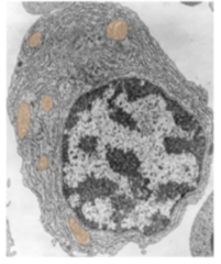 <p>Identify the specific structure</p>