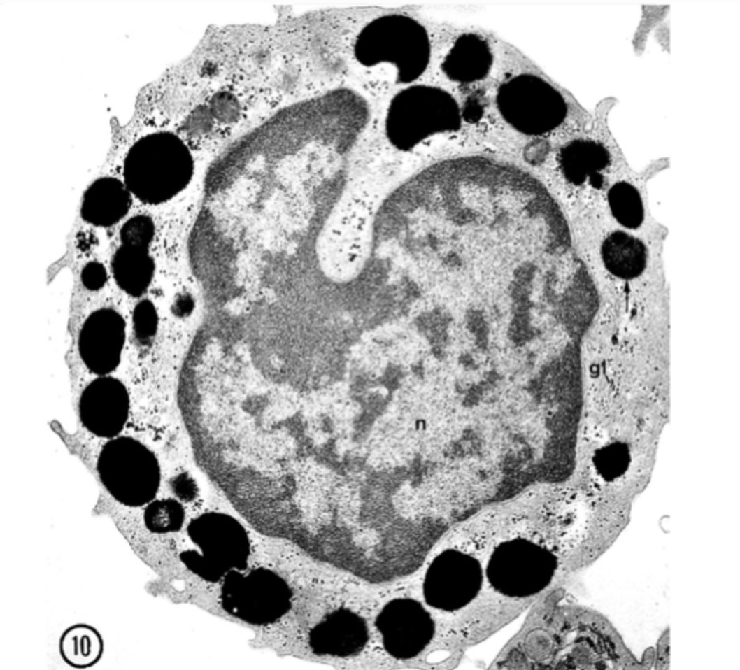 <p>Produce histamine during allergic reaction</p><p></p><p>Large black areas are storage of histamine and heparin</p>