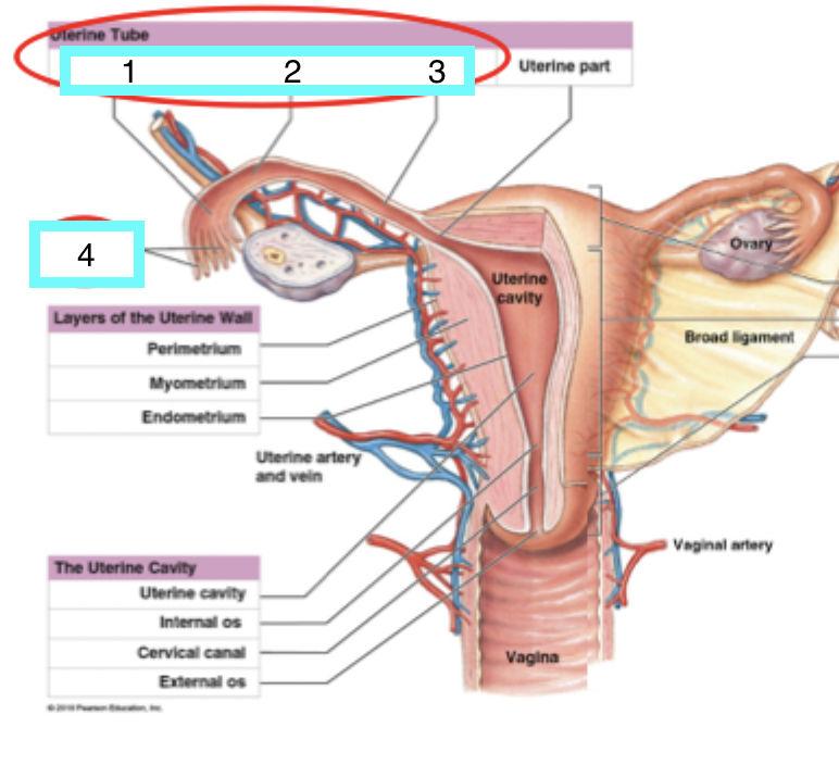 <p>uterine tubes - what is 4</p>