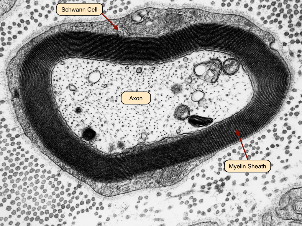<ul><li><p>made from many layers of plasma membrane synthesised by Schwann cells</p></li><li><p>these layers wrap around axons/dendrons</p></li><li><p>they insulate the axon, making the myelinated parts impermeable to Na+/K+</p></li><li><p>small gaps between Schwann cells =<mark data-color="yellow" style="background-color: yellow; color: inherit;"> </mark><strong><mark data-color="yellow" style="background-color: yellow; color: inherit;">Nodes of Ranvier</mark> —> sites of depolarisation that allows movement of Na+/K+</strong></p></li><li><p>enables salutatory conduction </p></li></ul><p></p>