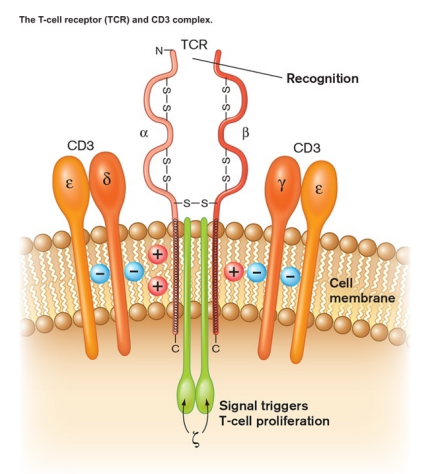 <ul><li><p>is similar to MHC but only found on T-cells</p></li><li><p>each T cell has roughly 100,000 copies of one particular type of TCR </p><ul><li><p>each type of TCR will bind only one antigen (with limited cross-reactivity to others) </p></li></ul></li><li><p>variable region is different in each cell, ensuring a range of TCR binding specificities</p></li></ul><p></p>