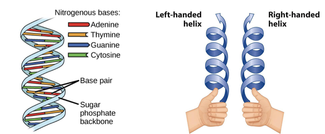 <p>Use your right hand: point your thumb along the direction of the helix; the curl of your fingers shows the direction of the twist</p>