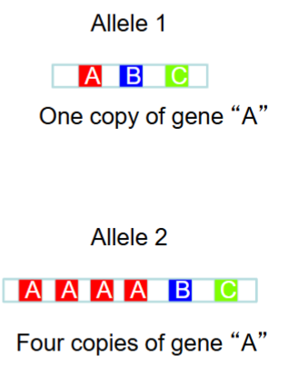 What is a copy-number variant, or CNV?