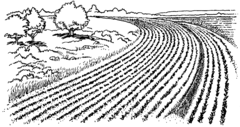 <p>field</p>