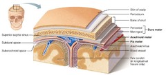 <p>Here there is fluid that helps transmitting nerve impulses</p>