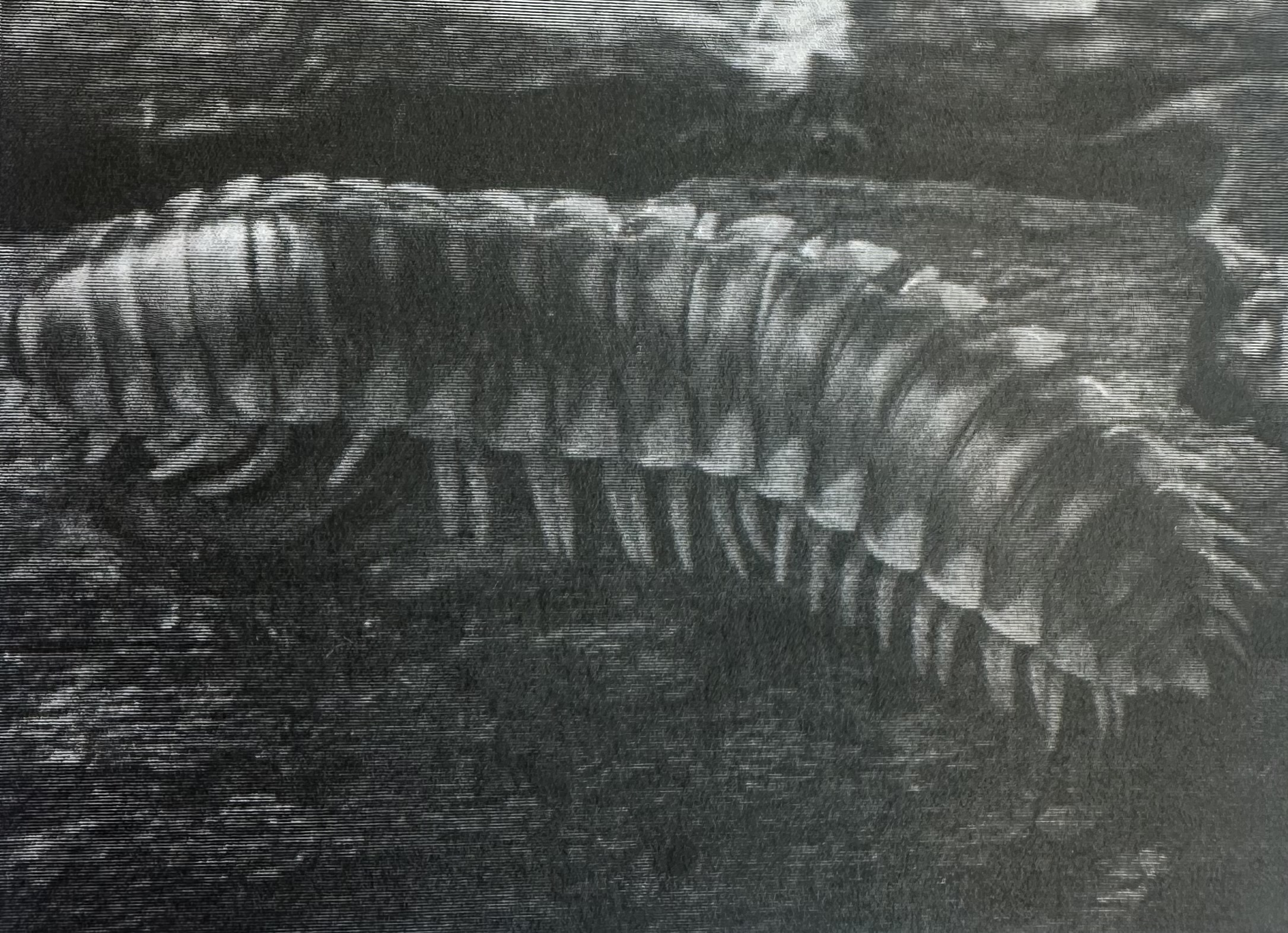 <ul><li><p><strong>Millipedes</strong></p></li><li><p>Each trunk segment has <strong>2 pairs</strong> of legs</p></li><li><p>Eat decaying plant material</p></li></ul><p></p>