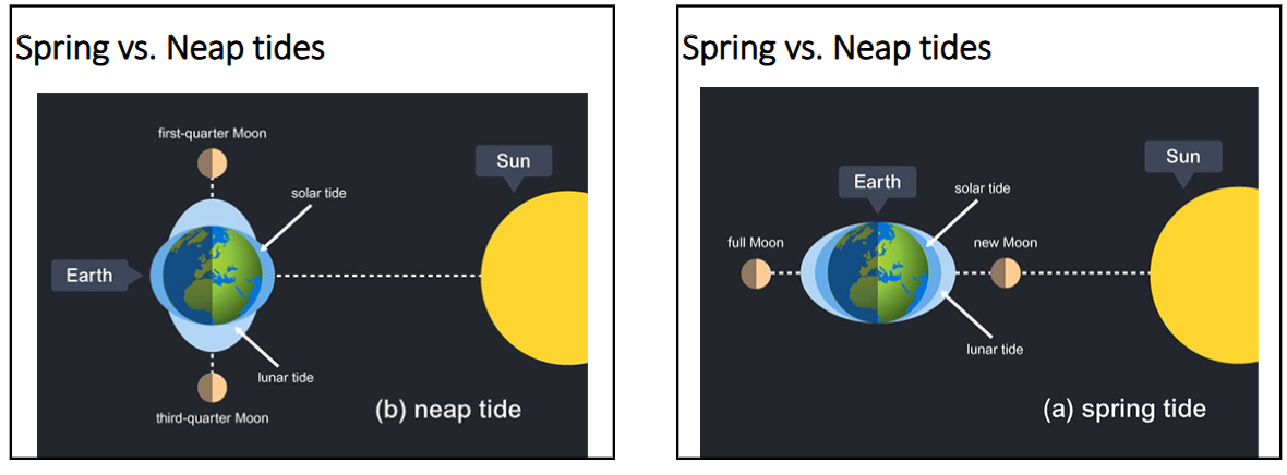 <p>what are spring versus neap tides?</p>