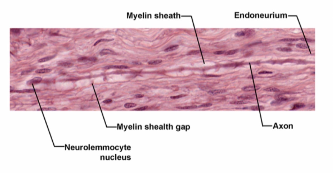 <p>Myeline sheath : Function : Insulates the axon and increases the speed of nerve impulse conduction.</p>