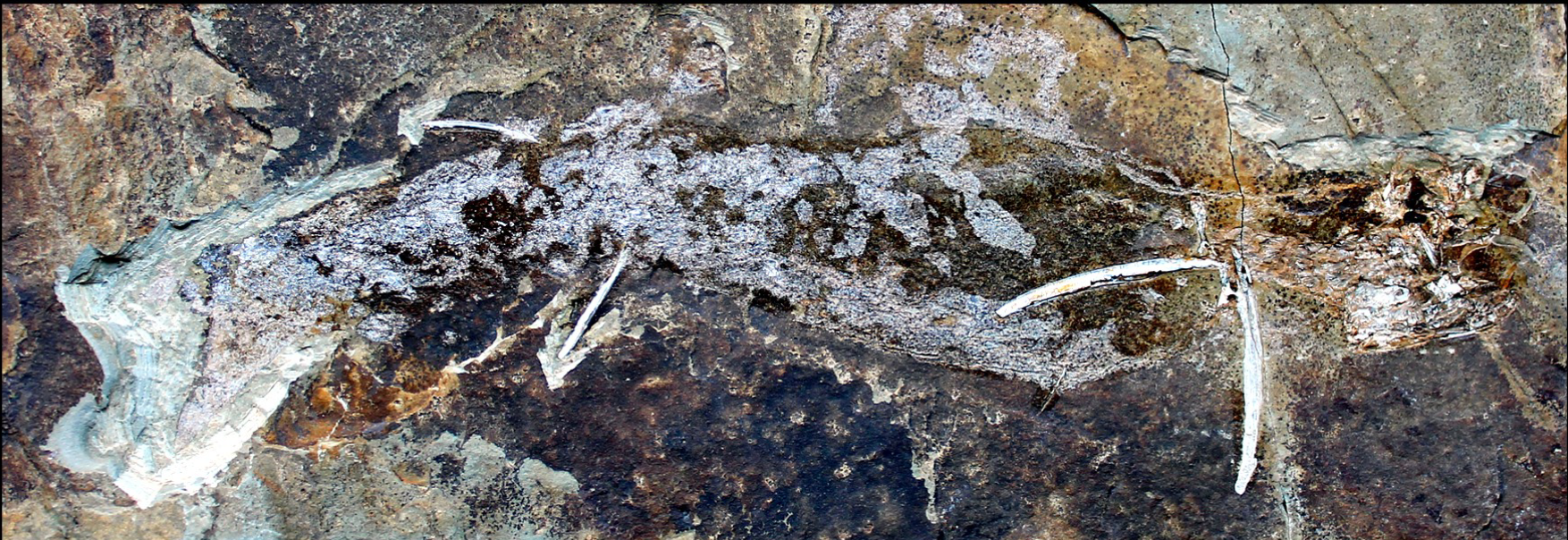 <p>subclass acanthodii (class pisces, subphylum gnathostomata, phylum vertebrata, chordates), lower permian, Germany </p>