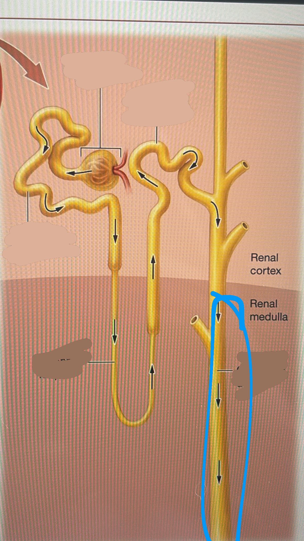 knowt flashcard image