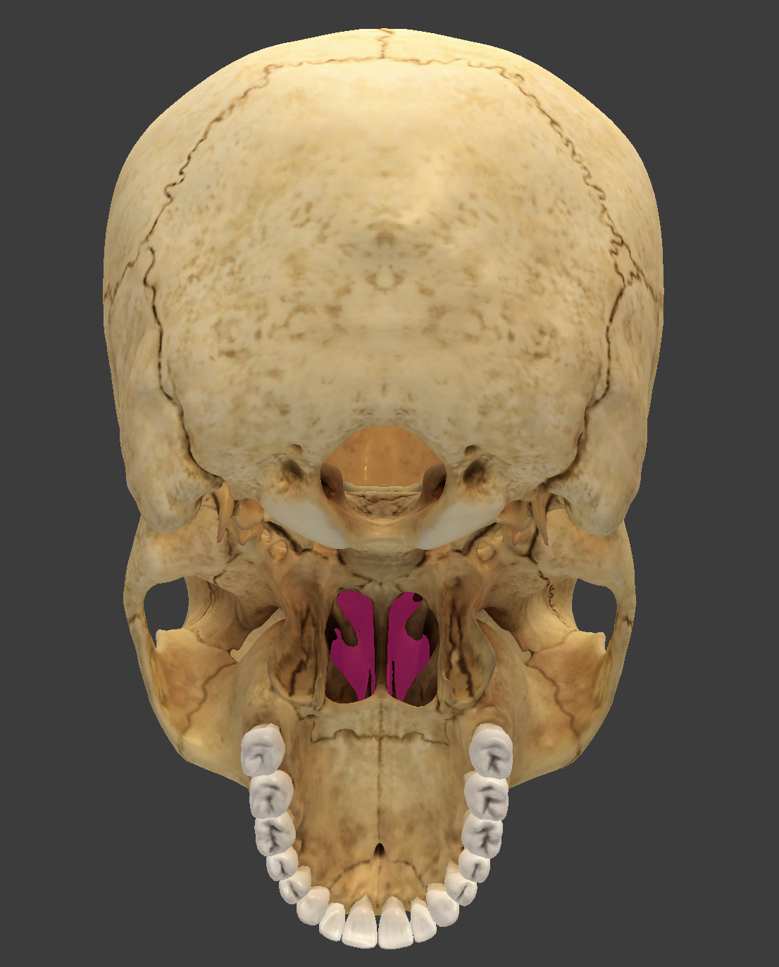 <p>bone/structure highlighted in pink</p>