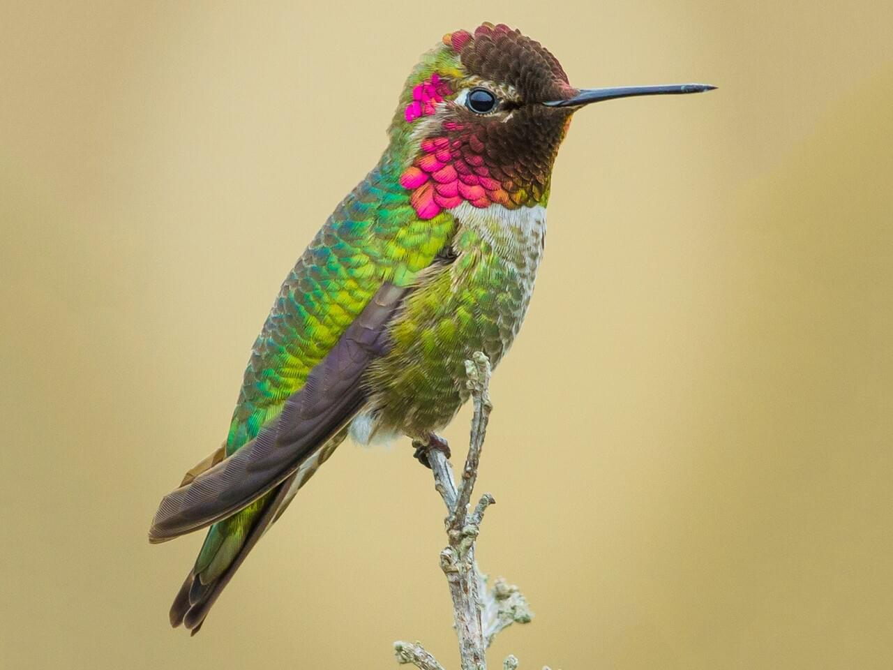 <p>Anna's hummingbird </p>