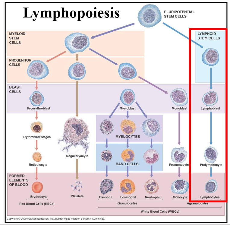 <p>Lymphopoiesis</p>