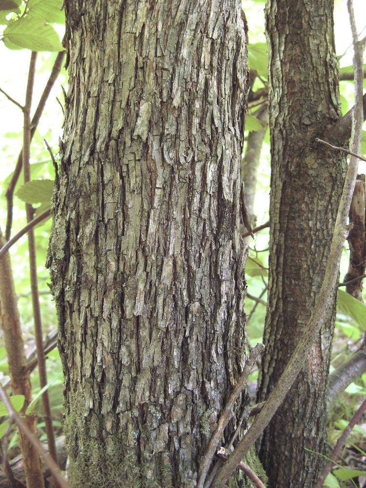 <p>American Hophornbeam - Native to North America</p><ul><li><p>Small deciduous understory tree - growing to 59ft tall and (8-20in diameter) </p></li><li><p>Bark is brown to gray-brown </p></li><li><p>Narrow shaggy plates flaking off </p></li><li><p>Younger twigs and branches are smoother and gray with small elnticels </p></li><li><p>Very young twigs are sparsely fuzzy to thick and hairy </p></li><li><p>Leaves are ovoid-acute (2-5in)</p></li><li><p>Pinnately veined, doubly serrated margin </p></li></ul><p></p><p></p>