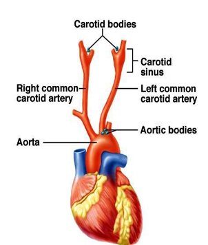changes in CO2 only, located in the brainstem, drive most of the CO2 response