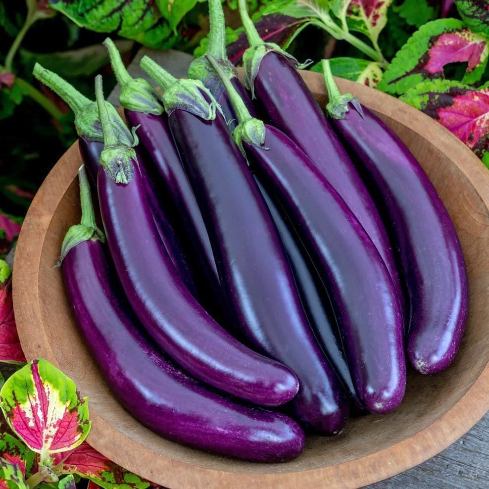 <p><strong>Patlıcan</strong></p><p><strong>*****************************************************************************************</strong></p><p>Die Aubergine ist lila.</p><p>Patlıcan mordur.</p>