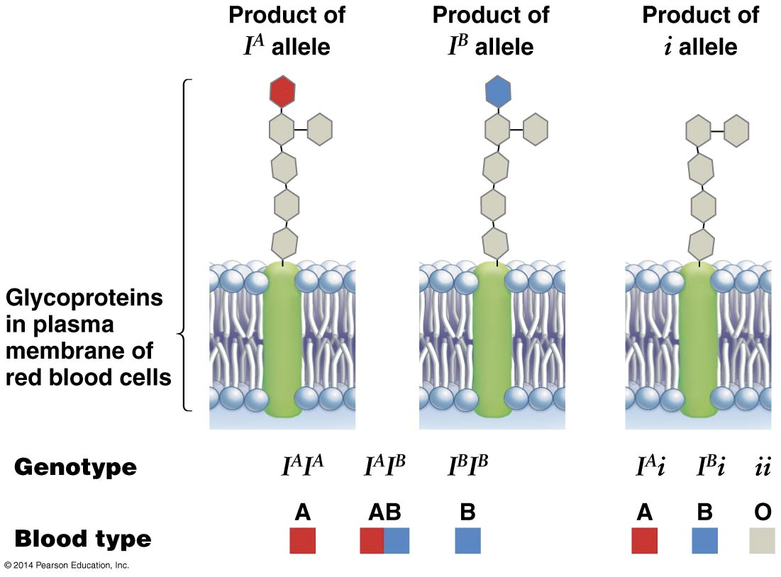 <p>Multiple alleles of a given gene often exist in a population of organisms. A single gene can have multiple alleles within a population. </p><p>eg. AO and AA = A </p><p>BO and BB = B </p>